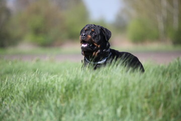 Rottweiler spielt beim spazieren gehen auf einer Wiese