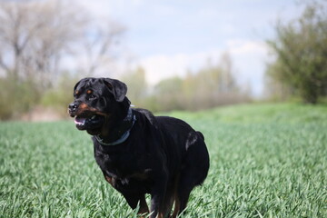 Rottweiler l&auml;uft schnell beim spazieren gehen &uuml;ber eine Wiese