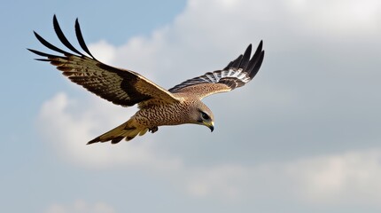 Obraz premium Award-Winning Falcon in Flight Masterpiece