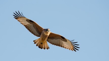 Fototapeta premium Award-Winning Falcon in Flight Masterpiece