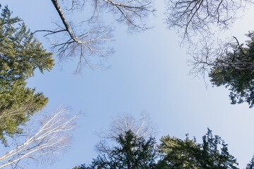 tall trees against blue sky, trees frame