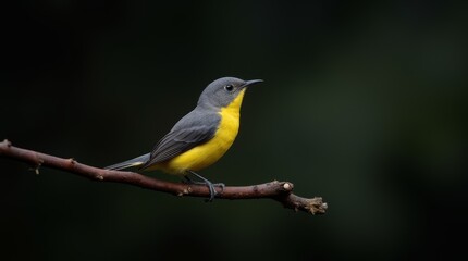 Bananaquit (Coereba flaveola uropygialis) on a Branch in the Caribbean