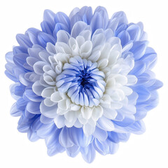 Obraz premium blue chrysanthemum flower isolated on transparent background Generative Ai.