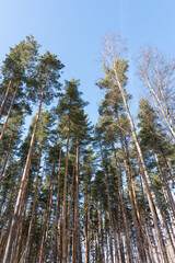 low angle view on tall trees against blue sky