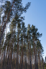 Obraz premium low angle view on tall pines against blue sky