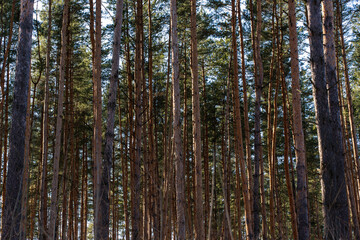 tall pine trees against blue sky
