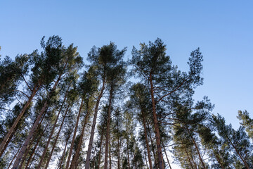 low angle view on tall pines against blue sky