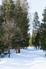 A serene winter forest with a snow-covered path winding through tall trees. The sunlight filters through the branches, creating a tranquil and picturesque scene.