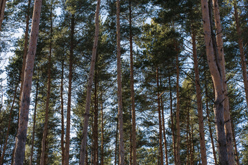 tall pine trees against blue sky