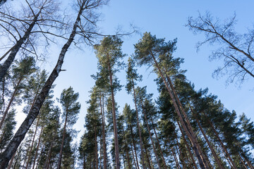 low angle view of trees against blue sky