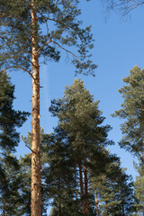 Fototapeta premium tall pine trees against blue sky
