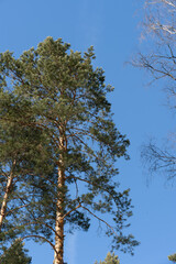 Obraz premium tall trees against blue sky
