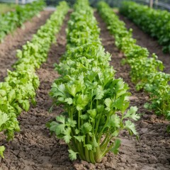 Crops grow on fertile farm land panoramic before harvest
