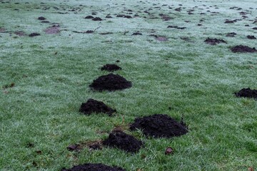 Molehills damaging a frosty lawn in autumn, creating a surreal landscape