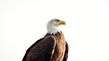 Obraz premium Distant Eagle Portrait on White Background