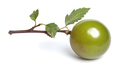 Green fruit on a branch with leaves