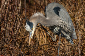 Great blue heron scratching its neck