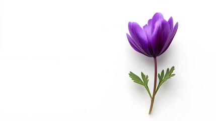 Single Purple Anemone Flower Isolated on White Background