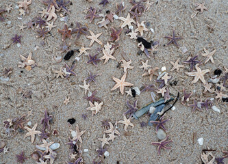 starfish washed on shore, Sylt