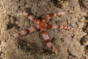 Starfish On the seabed in the Red Sea, Eilat Israel
