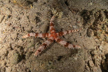 Starfish On the seabed in the Red Sea, Eilat Israel
