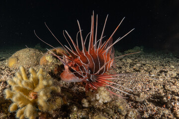 Lionfish (Pterois miles) in the Red Sea colorful fish, Eilat Israel
