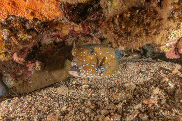 Fish swimming in the Red Sea, colorful fish, Eilat Israel
