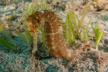 Sea Horse in the Red Sea Colorful and beautiful, Eilat Israel
