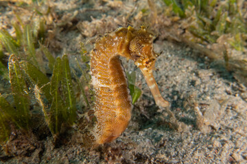 Sea Horse in the Red Sea Colorful and beautiful, Eilat Israel
