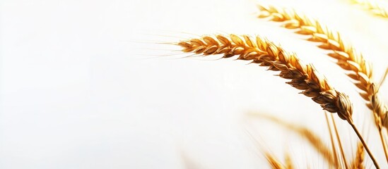 Close up of a golden wheat ear isolated on a white background ideal for agricultural themes and food industry presentations