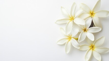 Obraz premium Fresh French vanilla flowers in close-up arrangement on white background with ample space for text or design elements.