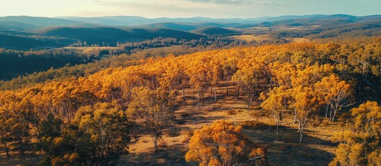 Aerial View of Vibrant Autumn Eucalyptus Forest with Rich Orange Foliage Ideal for Text Overlay and Nature Themed Projects