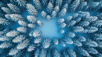 Aerial View of Lush Snowy Pine Forest in Winter with Open Space for Text or Graphics Placement