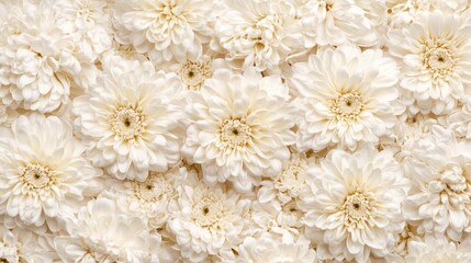 Elegant white chrysanthemum flowers bouquet on soft floral background with ample copy space for text applications and design projects