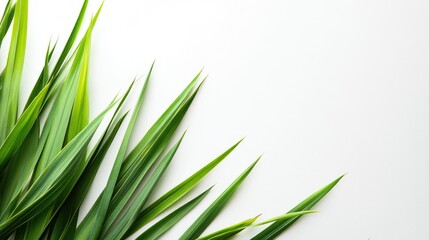 Obraz premium Close up of vibrant fresh lemongrass leaves arranged elegantly on white background with ample space for text and creative design elements