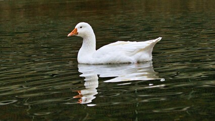 Gans am schwimmen