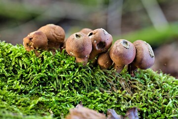 Bräunlicher Stäubling in einer Gruppe im Moos 