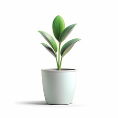 A simple, elegant minimalist plant