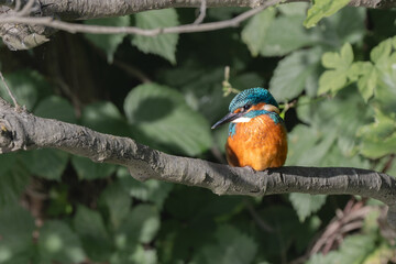 Ein kleiner Eisvogel sitzt auf einem Ast