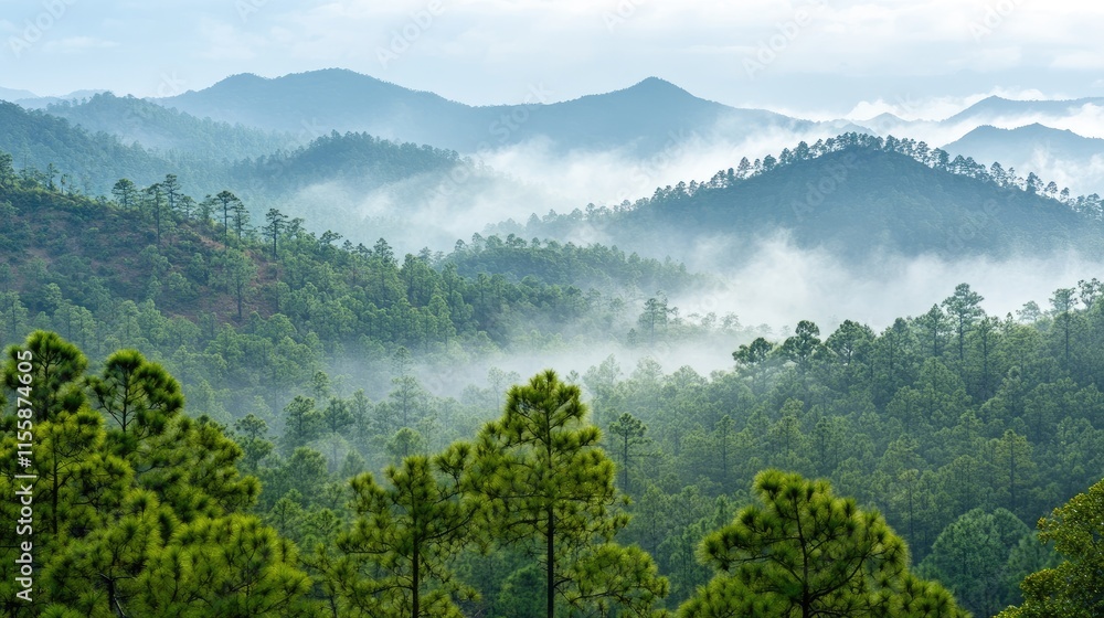 Poster foggy pine trees in dense forest landscape with misty hills creating serene atmosphere and ample spa