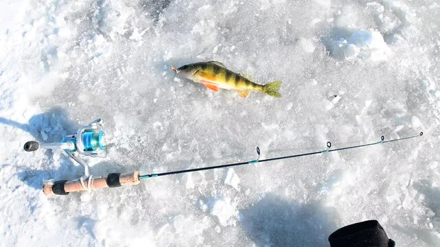 hand held video of freshy caught yellow perch while ice fishing