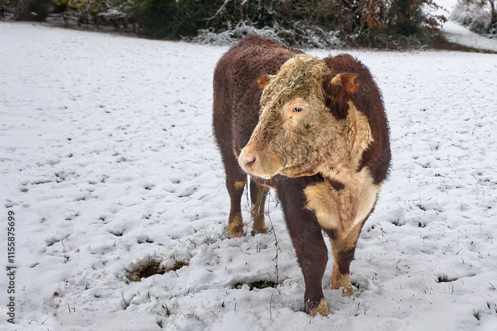 Poster a close up of a brown and white bull standing in a snow covered field is looking to the side with de