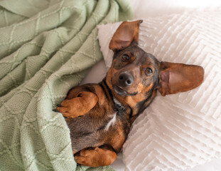 A brown dachshund with long ears that sleeps on a pillow and under a blanket like a human