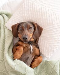 A brown long-haired dachshund or a sausage dog that sleeps on a pillow and under a blanket like a...