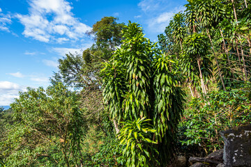 Obraz premium Thick tropical forest at the foot of the Barva volcano in the province of Alajuela (Santa Ana, San Jose, Costa Rica).