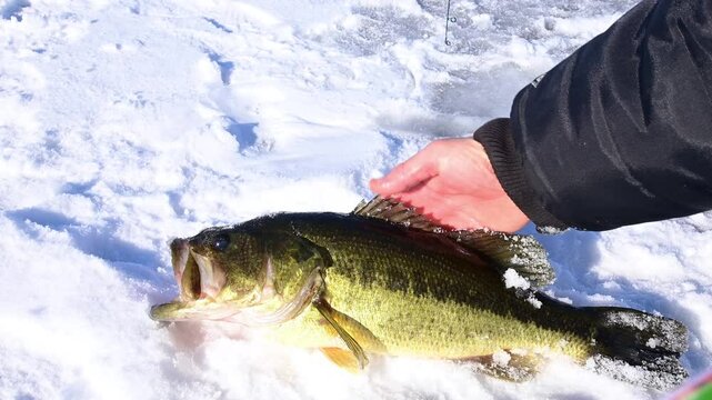 Nice catch largemouth bass caught on ice, selective focus video, winter activities