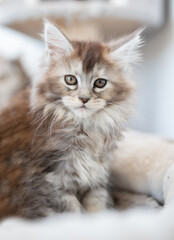 Kitten of Maine coon on spotted fur background