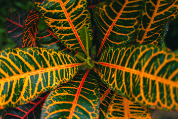Close up of variegated croton plant leaves in the garden. Top view detail of Garden croton leaves which are very lush and have a unique color © Yasuspade