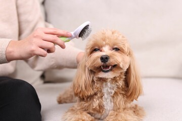 Woman brushing cute Maltipoo dog on sofa at home, closeup