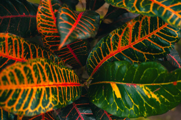 Close up of variegated croton plant leaves in the garden. Top view detail of Garden croton leaves which are very lush and have a unique color © Yasuspade